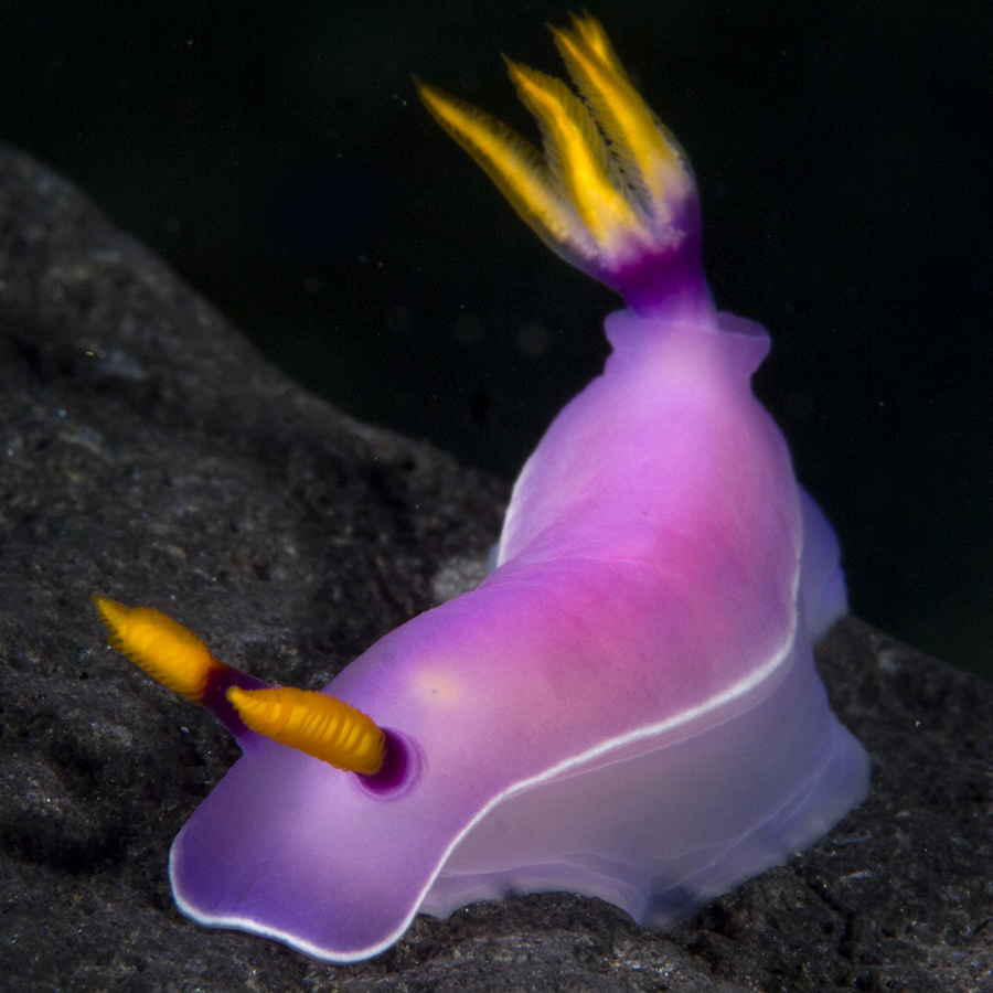 marine animal from Indonesia